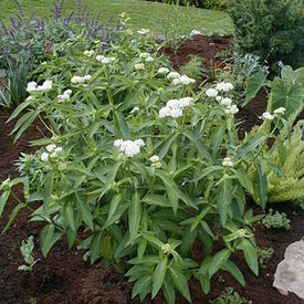 Incarnata, Asclepias 'Iceballet'